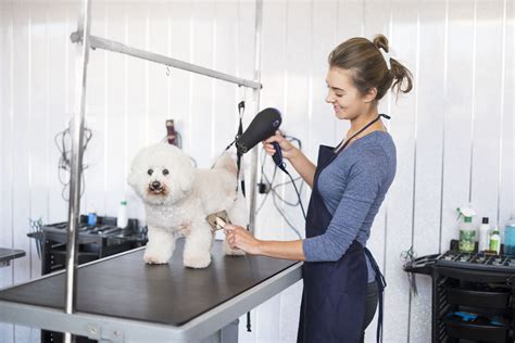 How to Start a Mobile Dog Grooming Salon