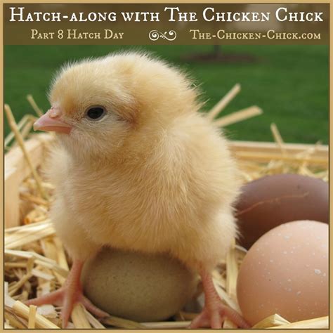 Hatch-along with The Chicken Chick® - Part 8, Hatch Day!