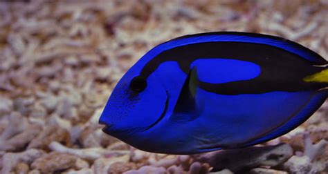 Blue Tang Fish | Fact# 13296 | FactRepublic.com