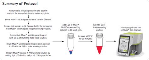 Apoptosis Assays for Muse Cell Analyzer | Life Science Research ...