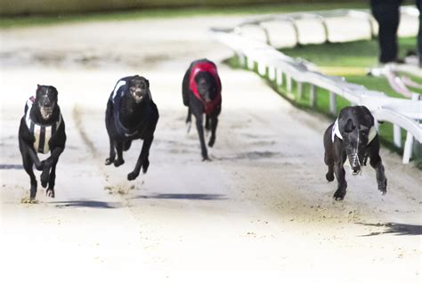 UnSuprising Puppy Derby Winner - Greyhound Star | News from the ...