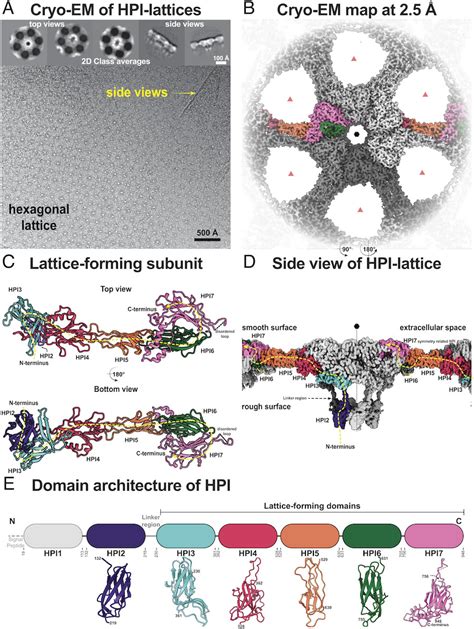 Elucidation Of The Structure Of The Surface Layer Of Deinococcus radiodurans, The Toughest ...