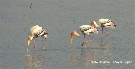 Pulicat Lake Bird Sanctuary, Tamilnadu, Wildlife tourism, wild life in india