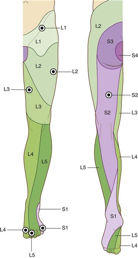 Lower Limb | Basicmedical Key