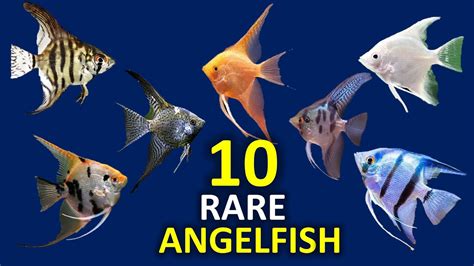 Rare Angelfish