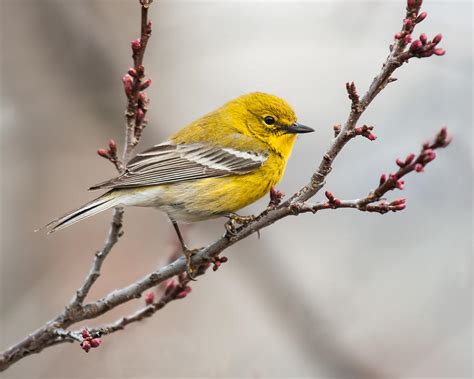 Male Pine Warbler 2 Photograph by Lara Ellis