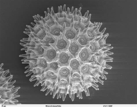 Pollen under a scanning electron microscope (One Bite at a Time)