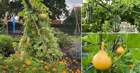 Acorn Squash Trellis