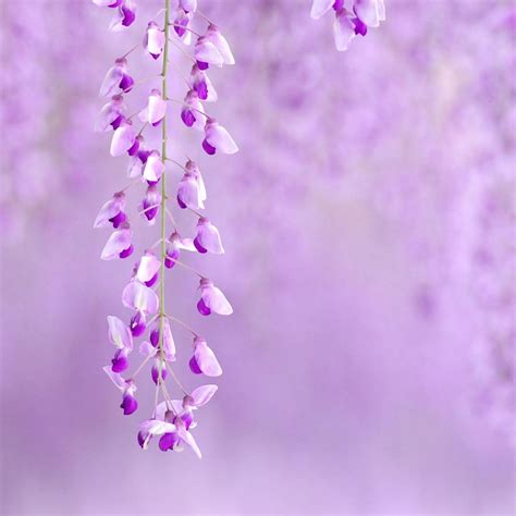 Purple Flower Backgrounds - Wallpaper Cave