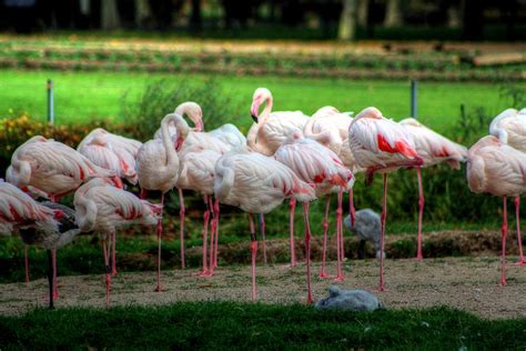 Zoo Stuttgart Germany Photograph by Paul James Bannerman - Fine Art America