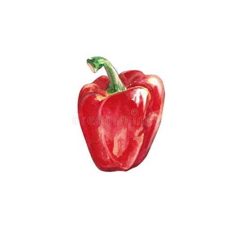 Watercolor Vegetables. Red Pepper. Sweet Pepper. Watercolor ...