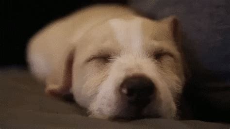 Tired Animals Gifs