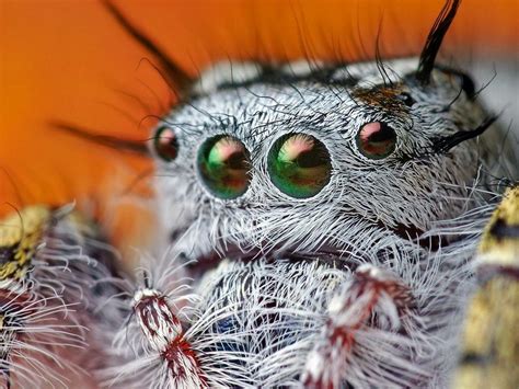 Acrylic Face Mounted Prints Crazy Eyes Spider Man Legs Web Scary Cool ...