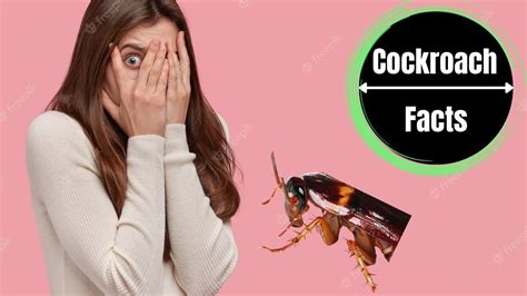 How to Overcome Fear of Cockroaches? - The Cockroach Facts