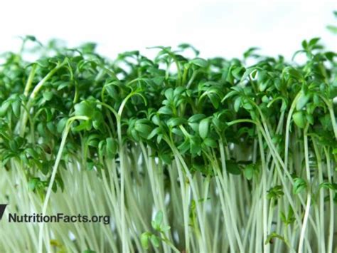 alfalfa sprouts | Health Topics | NutritionFacts.org