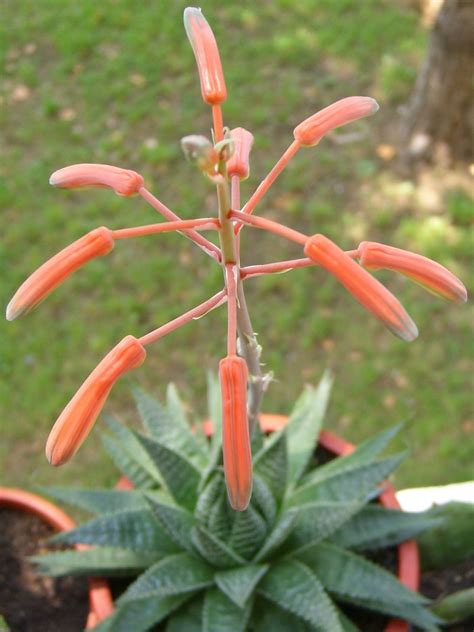 Aloe aristata (Lace Aloe) - World of Flowering Plants | Aloe, Planting flowers, Aloe vera plant