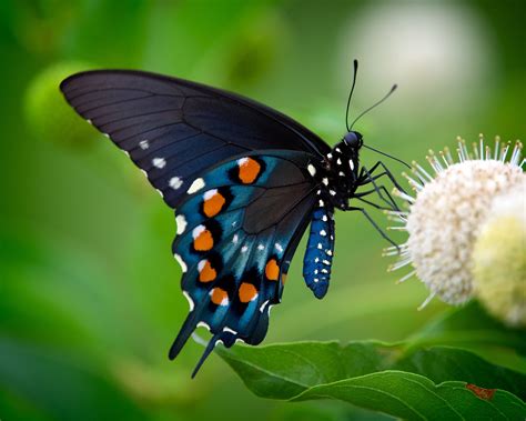 Pipevine Swallowtail | Swallowtail, Butterfly photos, Pipevine swallowtail butterfly