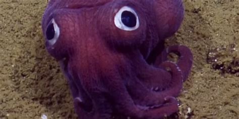 Scientists seriously can't handle this adorable lil' stubby squid ...