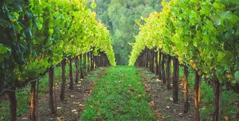 Virginia Wine Country | Find Out The Top Wineries in Northern VA