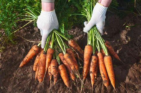 How To Plant Carrot Seeds and Have a Successful Harvest - Minneopa Orchards