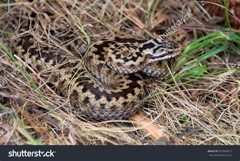 9 271 Adder Snake Images, Stock Photos & Vectors | Shutterstock