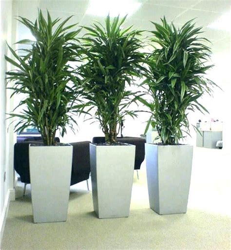 Best Low Light Office Plants | Saksı, Bitki, Ev bitkileri