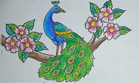 Peacock Drawing