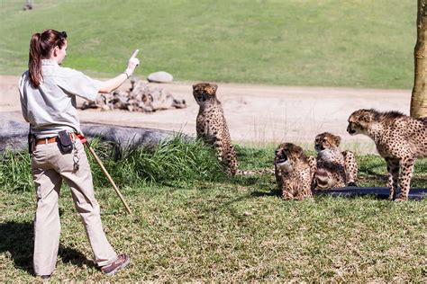 A Typical Day in the Life of a Zookeeper - International Career Institute