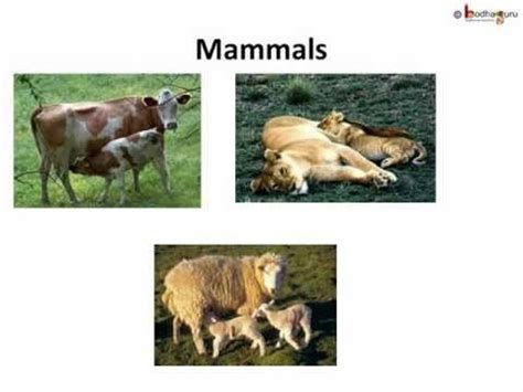 Mammals Reproduction - Pets Lovers