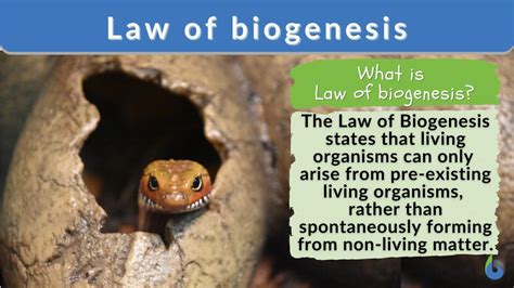 Law of biogenesis - Definition and Examples - Biology Online Dictionary