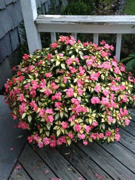 Variegated sun patient in 12 inch pot, full sun all day! | Garden ...