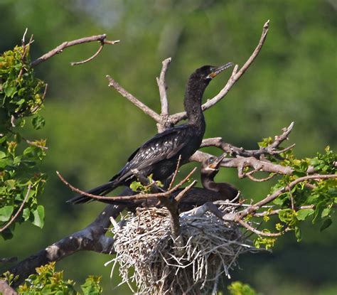 Pictures and information on Neotropic Cormorant