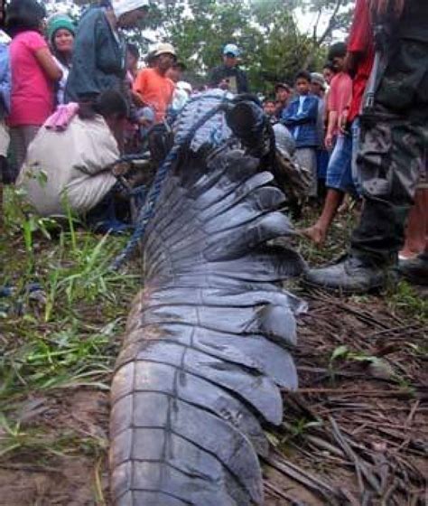 Largest crocodile in captivity found dead | CBC News