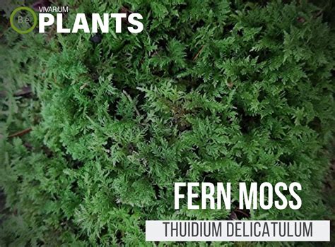 Thuidium Delicatulum "Fern Moss" Care Guide | Vivarium Plants in 2021 ...