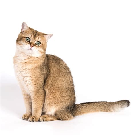 Maja 1 Jahr - Golden Shaded British Shorthair | British shorthair cats ...