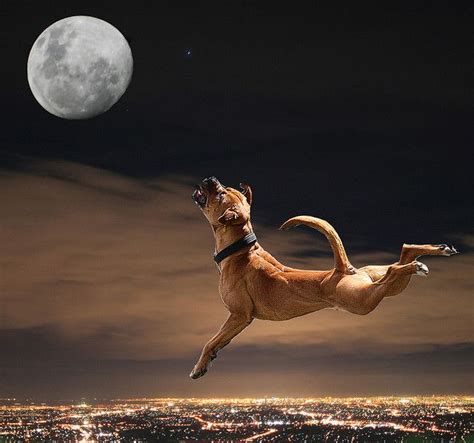 Dog howling at the moon! | The Moon and I | Pinterest