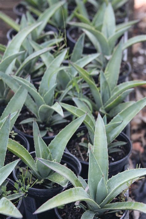 In Harmony with Nature Plant Nursery | Agave