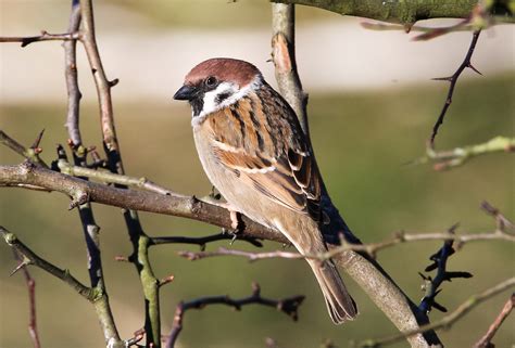 'Common' Garden Birds | Scottish Wildlife Trust