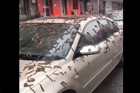 Beijing Flooded By Rain Of Worms Residents Asked To Carry Umbrellas To Street | WATCH