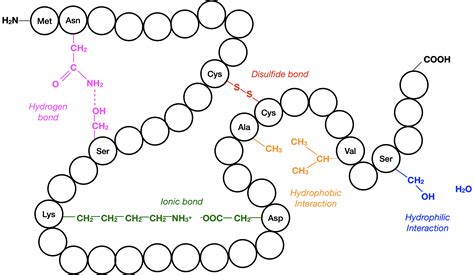 Protein Tertiary Structure Bonds