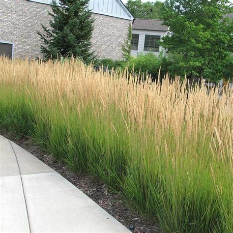 'Karl Foerster' Feather Reed Grass | Perennials – Great Garden Plants