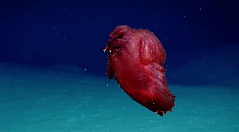 Elusive 'Headless Chicken Monster' Captured on Video in Antarctic Ocean