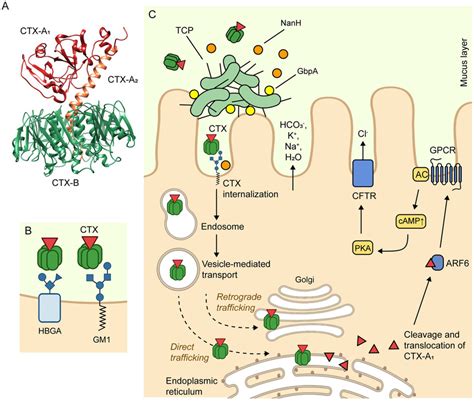 Mechanism of action of cholera toxin. (A) The crystal structure of CTX ...