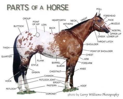 Horse Facts and Equestrian Information | Horses, Horse health, Horse facts