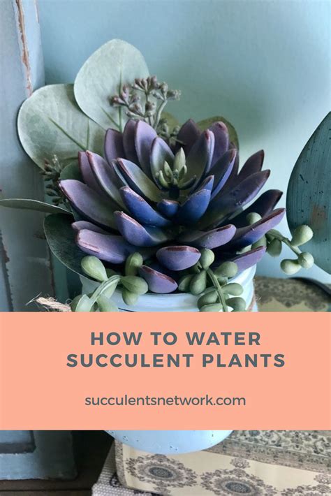 How to Water Succulent Plants (Illustrated Guide) | Succulents Network | How to water succulents ...