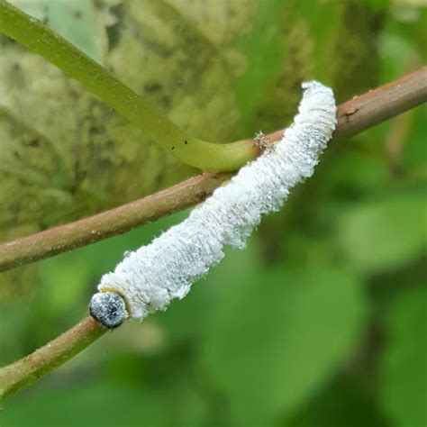 Dogwood Sawfly (Larvae) | Project Noah