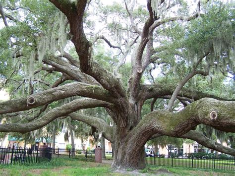 Safety Harbor Florida's 500 Year Old Live Oak Tree | Live oak trees, Oak tree, Tree