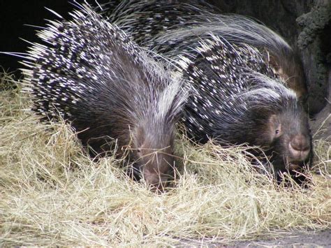 Safari Mike: African Crested Porcupine