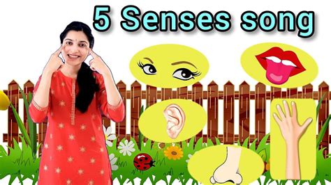 Five senses song | human sensory organs | kids songs for preschool ...