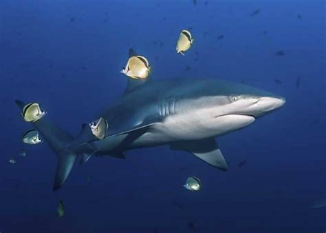 17 Galapagos Shark Facts (Diet, Size, Attacks, Range) | Storyteller Travel